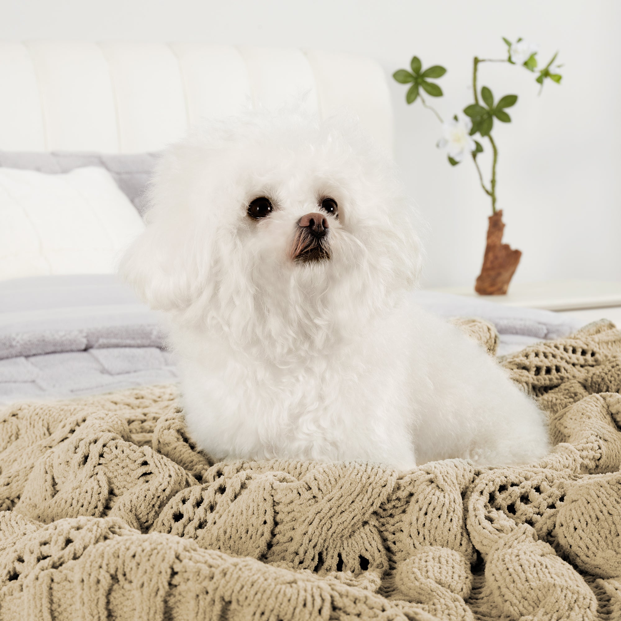 Small dog resting on Chenille Cable Knit Throw Blanket in Beige, highlighting soft texture and comfort. #color_Beige
