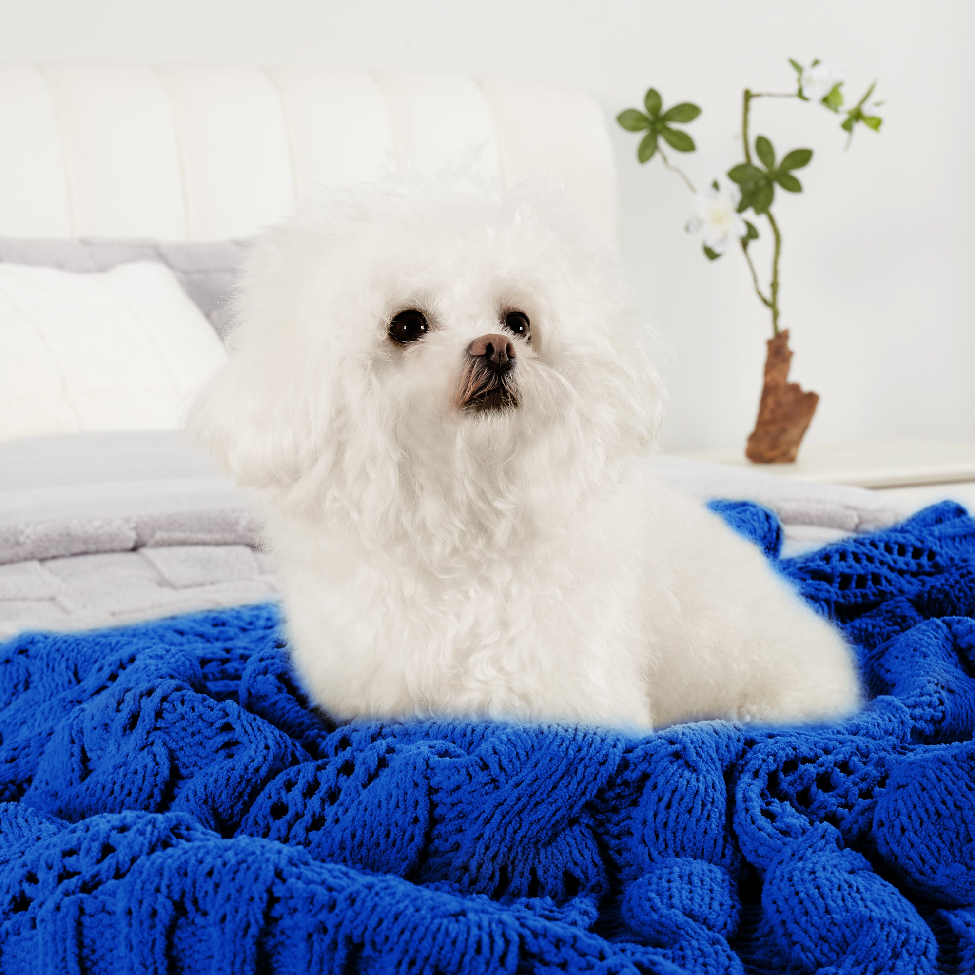 Small dog resting on Chenille Cable Knit Throw Blanket in Blue, highlighting its soft and cozy feel. #color_Blue