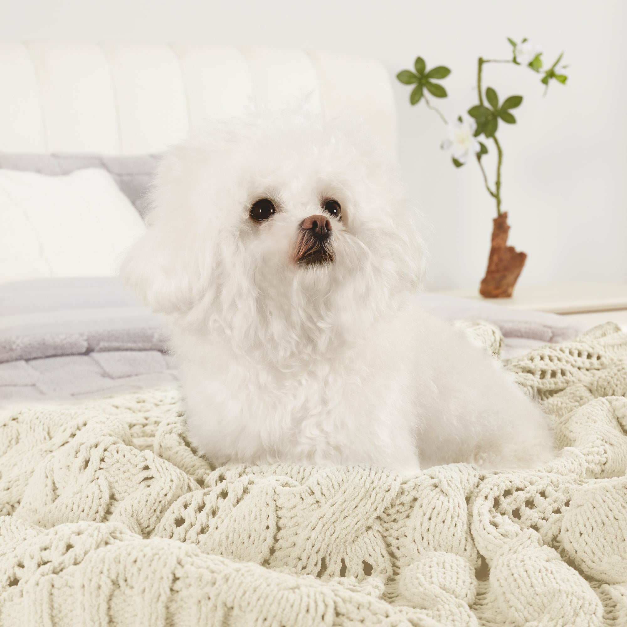 Small dog resting on Chenille Cable Knit Throw Blanket in Ivory, highlighting its soft and cozy feel. #color_Ivory