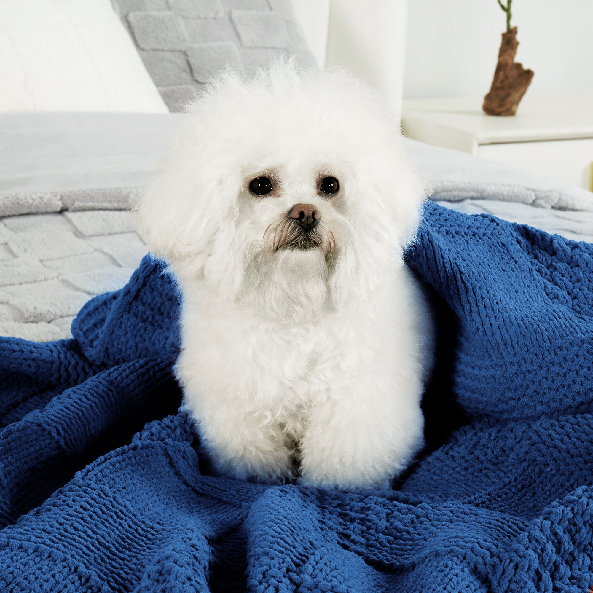 Small dog sitting on Checkered Chenille Knit Throw Blanket in Blue, showcasing soft chenille texture and pet-friendly cozy comfort. #color_Dark Blue