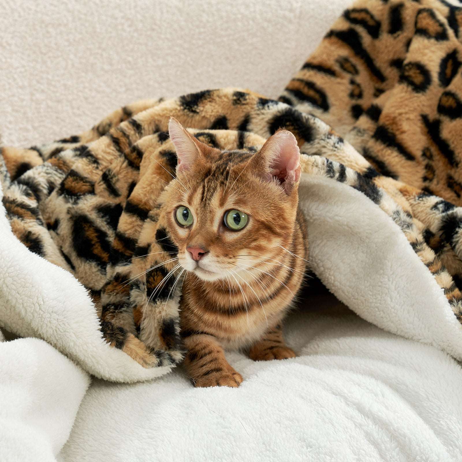 Bengal cat nestled in leopard print faux fur throw blanket, cozy and soft, perfect for a comfy home. #color_Brown Leopard