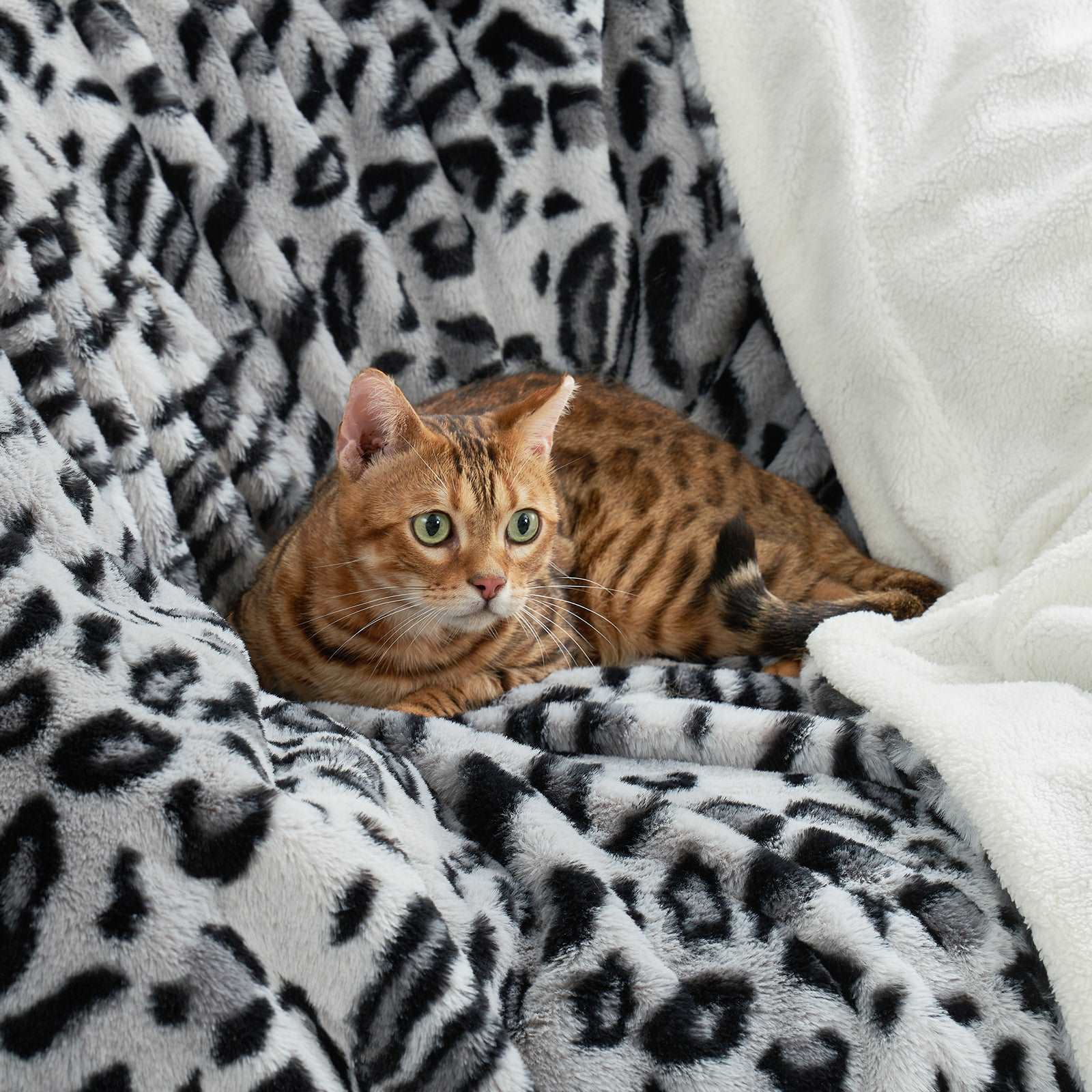 Cat relaxing on a leopard print cozy blanket #color_Snow Leopard