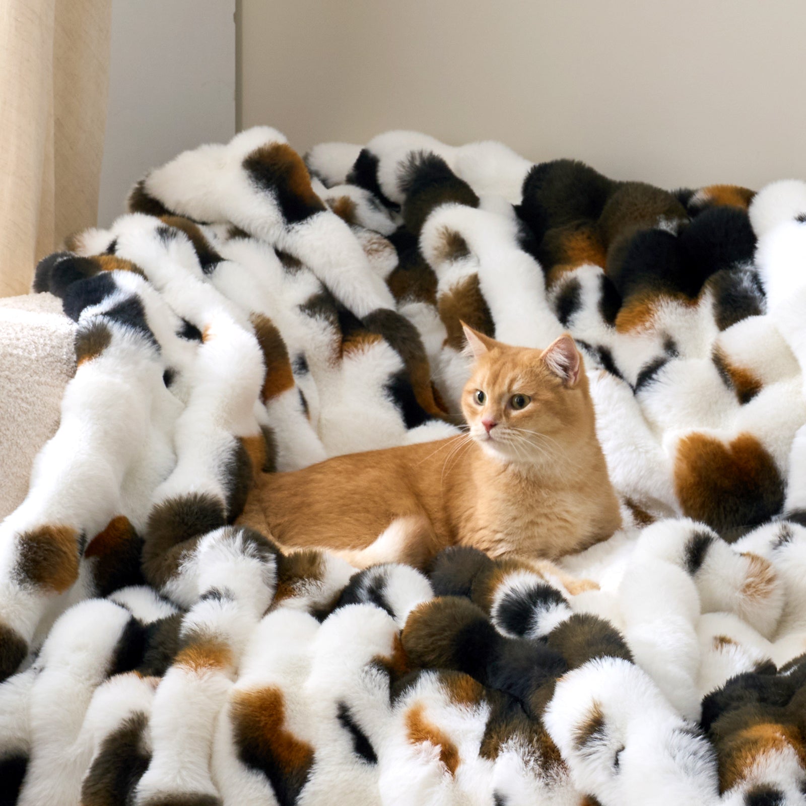 Cat sitting on a cow print faux fur blanket. #Color_Cow