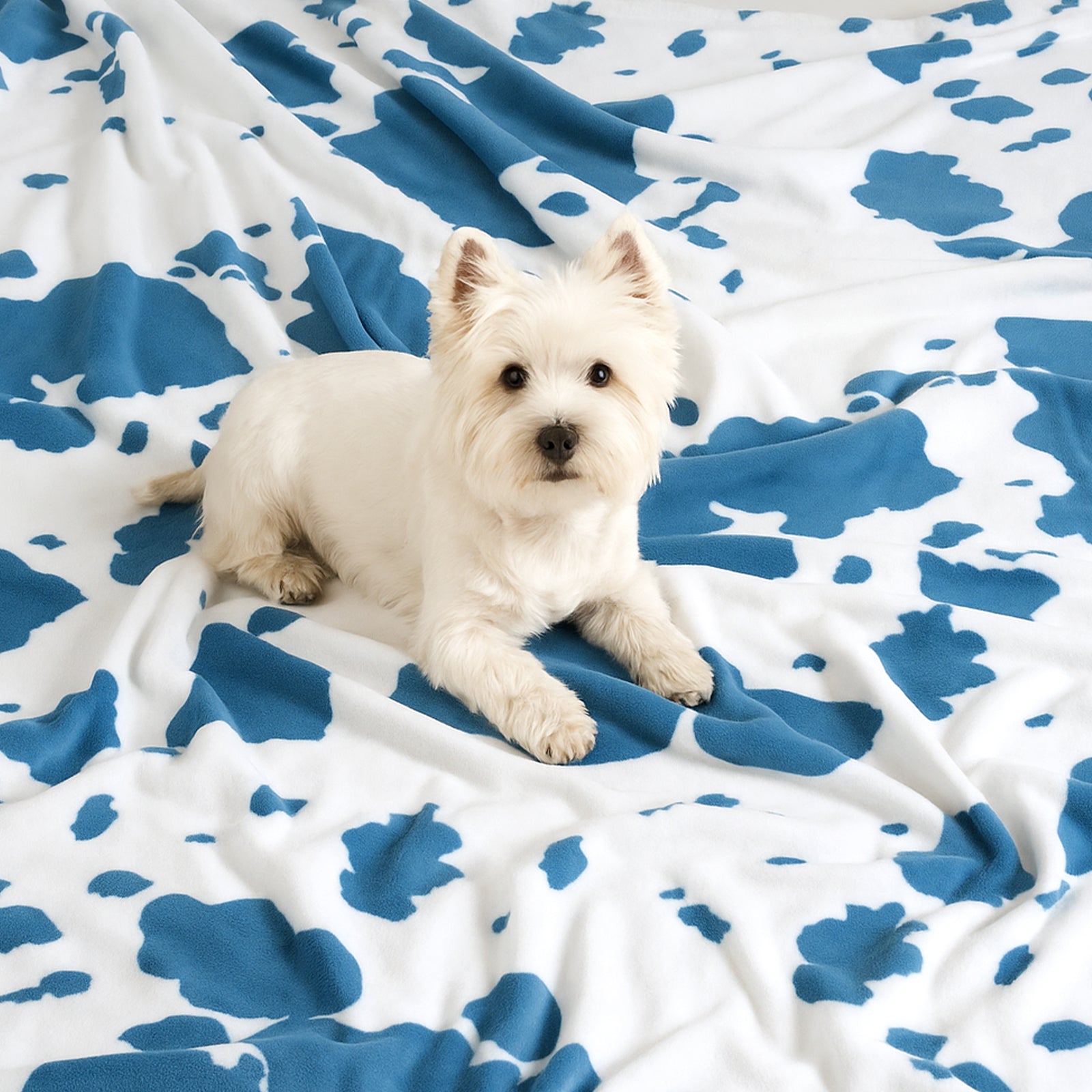 White dog lying on a blue and white patterned blanket #color_Blue