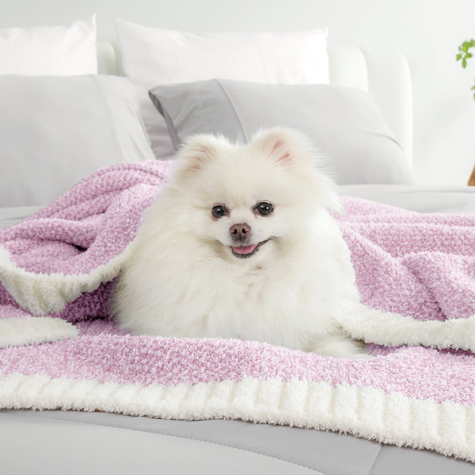 Small dog sitting on a Heather Feather Yarn Throw Blanket in Purple, highlighting its soft comfort. #color_Purple