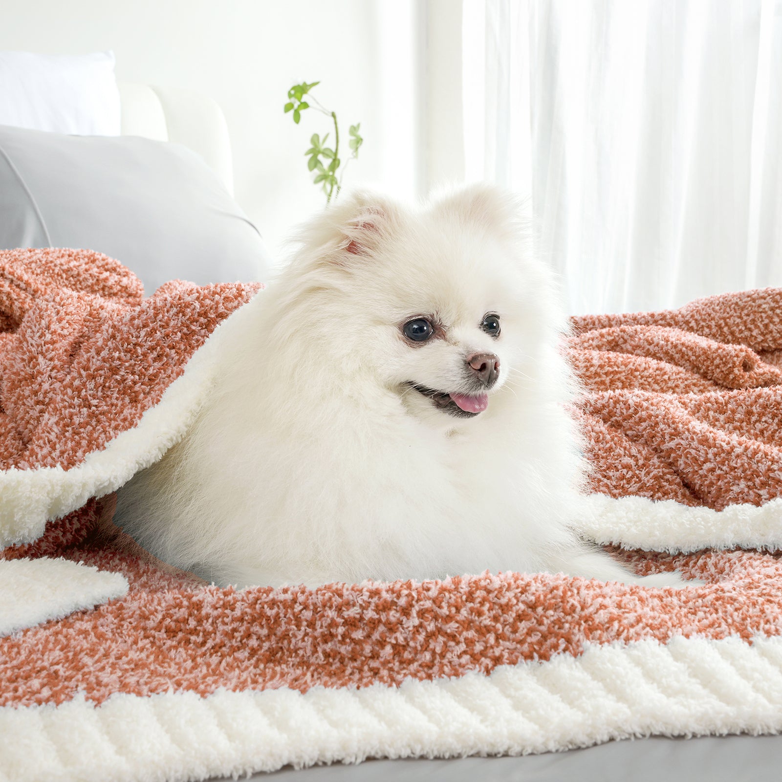 Small dog sitting on a Heather Feather Yarn Throw Blanket in Orange, highlighting softness. #color_Orange
