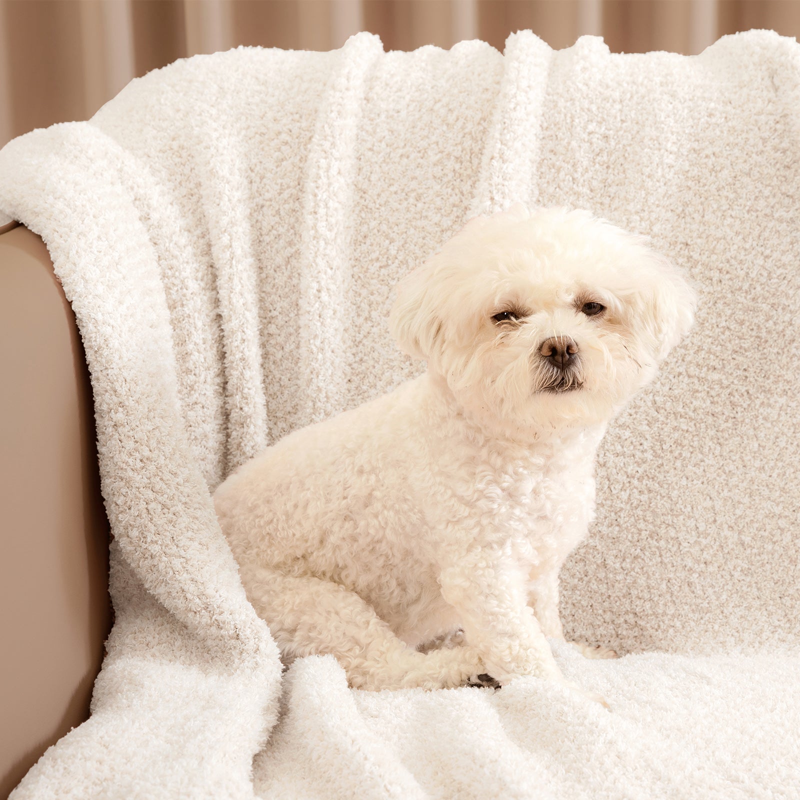 Small dog sitting on a Heather Feather Yarn Throw Blanket in Ivory, showing its soft, pet-friendly and snuggle-ready comfort. #color_Ivory