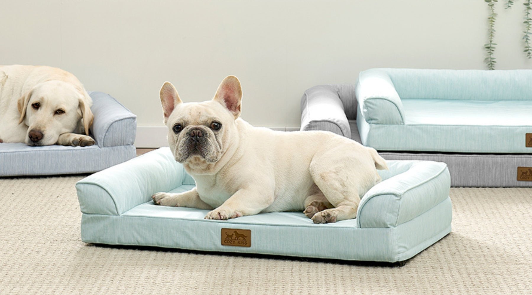Orthopedic Dog Bed vs Pet Couch: Best Choice Guide - Cozy Bliss