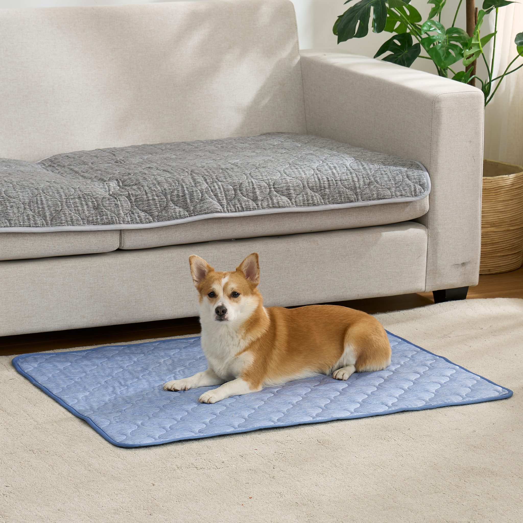 Cozy Bliss pet cooling blanket front view with Dog sitting on it. #color_Blue